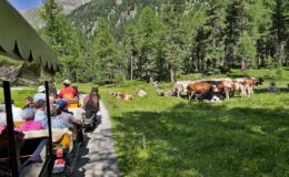 011 - durch das rosegtal